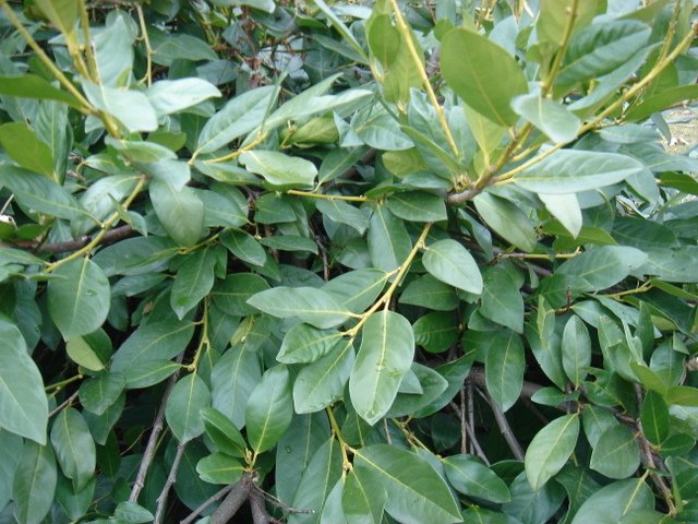 Prunus laurocerasus